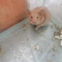 همستر دستی جفت