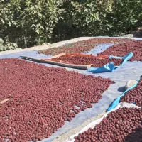 عناب و گردو تازه و باکیفیت|حراج|الیگودرز, |دیوار