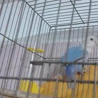 کوتوله آبی|پرنده|سبزوار, پیروزی|دیوار