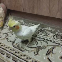 عروس هلندی