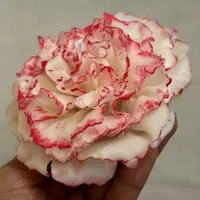 آموزش شمع سازی تخصصی با مدرک بین المللی|خدمات آموزشی|اصفهان, وحید|دیوار