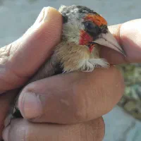 سهره و سهره خمسه|پرنده|تیکمه داش, |دیوار