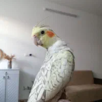 عروس هلندی|پرنده|بیرجند, |دیوار