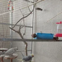 قفس بزرگ دست ساز|لوازم جانبی حیوانات|شاهینشهر, شهرک گلدیس|دیوار