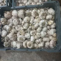 سیر تازه درجه یک