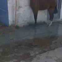 کره سالار ۲|اسب و تجهیزات اسب‌سواری|شهریار, کردزار|دیوار