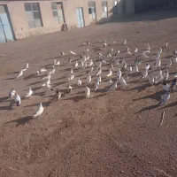 ۲۵جفت کفتر پرشت زمینی