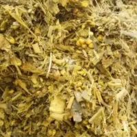 علوفه ذرت کشت اول پردان