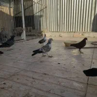 کفترکل ماستی بوبور جوجه پرشی پلاکی زرد پلاس|پرنده|قم, شهرک امام حسن|دیوار
