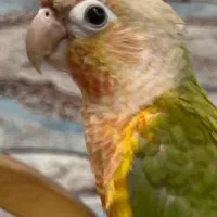 گرینچیک شش ماهه آناناسی گم شده