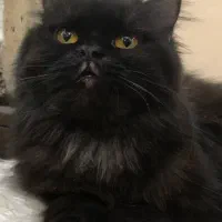 گربه نژاد هیمالین