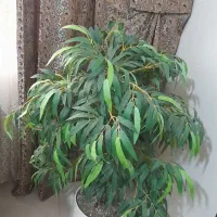 درختچه مصنوعی|گل مصنوعی|پیشوا, |دیوار