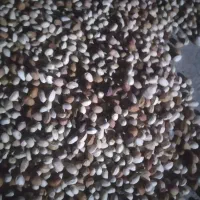 خرید پسته پوک