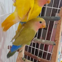 طوطی برزیلی|پرنده|رشت, جهاد|دیوار