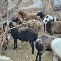 پیر میش پرواری|حیوانات مزرعه|مهدی شهر, |دیوار