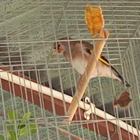 سقا|پرنده|کرمان, |دیوار