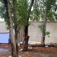 بریدن انواع درختان ایستاده