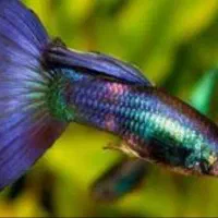 ماهی گوپی کوی قرمز پلنت اکواریوم