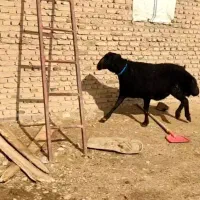 سلام|حیوانات مزرعه|لیلان, |دیوار