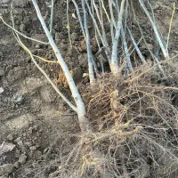 فروش انواع نهال های مثمر و غیر مثمر|خدمات باغبانی و درختکاری|رشت, منظریه|دیوار