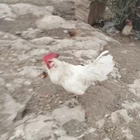 مرغ خروس سالم|حیوانات مزرعه|چرداول, |دیوار