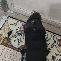 گمشده از یابنده تقاضا میشود اطلاع دهد