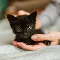 واگذاری گربه