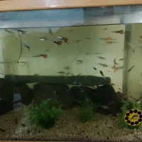 ماهی گوپی|ماهی|فردیس, فردیس|دیوار