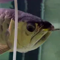 اروانا هایبک مانستر ماهی|ماهی|تهران, آشتیانی|دیوار