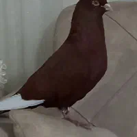 سرخ گارا کبوتر|حیوانات|الوند, |دیوار