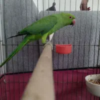 طوطی ملنگو  جوجه. صدرا
