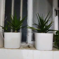 گل الوئه ورا