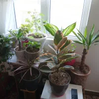 گل های خانگی