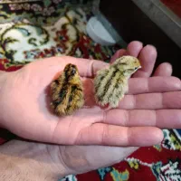 بلدرچین  ۱۲ تومن