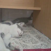 واگذاری گربه مادر با ۴ توله