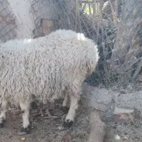 فروش دو تا میش با دو بره|حیوانات مزرعه|جلگه ماژان, |دیوار