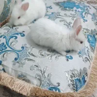 خرگوش|موش و خرگوش|بافق, |دیوار