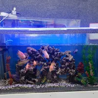 آکواریوم با ماهی و تمام تجهیزات