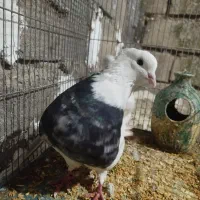 طوقی ، کله دم|پرنده|بیستون, |دیوار