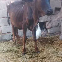 گوساله ماده