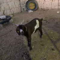 دو عدد بز جوان سر حال|حیوانات مزرعه|شاهرود, |دیوار