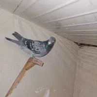 پرنده (کفتر)|پرنده|مشهد, نیزه|دیوار