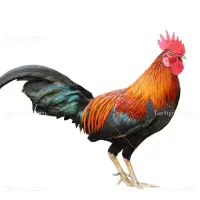 خروس بزرگ