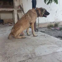 سگ سرابی نر