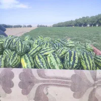 چیتک دوراهی ریگچاه