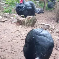 بوقلمون نر وماده|حیوانات مزرعه|سنگر, |دیوار