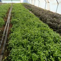 سبزی ریحان|خوردنی و آشامیدنی|زاوه, |دیوار