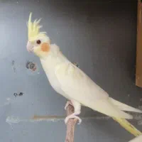 جوجه عروس هلندی