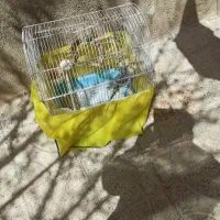 عروس هلندی نام تیکو