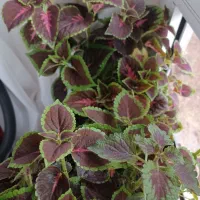 گل های طبیعی وزیبا